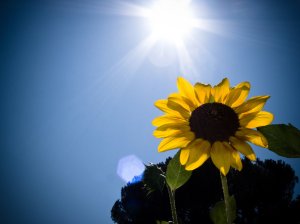 2717430228_923fefa7fa_o